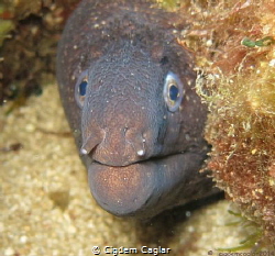eel by Cigdem Caglar 
